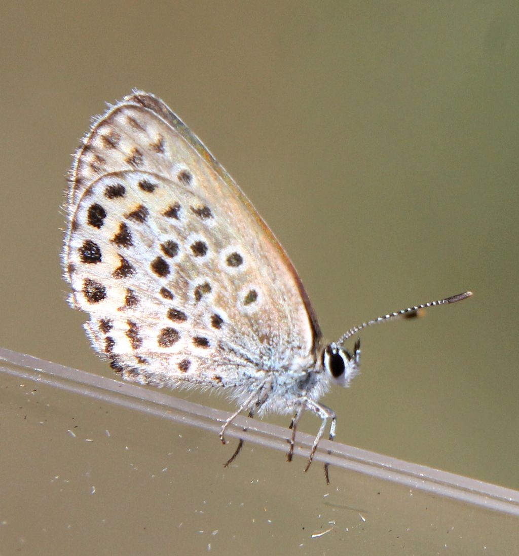 Anche questa Plebejus argyrognomon?.... No, Plebejus argus